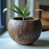 Coconut Shell Plant Pot